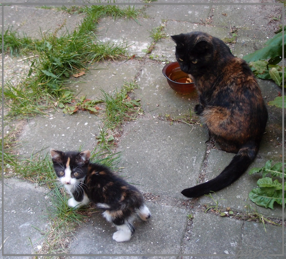 30-6-2015: Met het opvangpoesje McFlurry